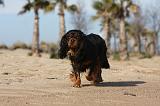 CAVALIER KING CHARLES 457